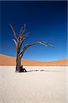 Namibie, Deadvlei. Un touriste trouve une spécification d'ombre sous un des vieux arbres morts de Deadvlei.