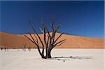 Namibie, Deadvlei. Un arbre morts depuis longtemps, se trouve presque pétrifié, dans la chaleur étouffante de Deadvlei.