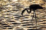 Namibie, Walvis Bay. Flamingo filtreurs à Walvis Bay Lagoon au coucher du soleil.