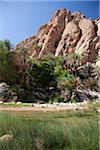 Oman, Wadi Bani Khalid. Le contraste de plantes vertes luxuriantes avec des rochers arides à cet Oued populaire.
