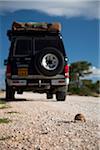 South Africa. A 4x4 speeds by as a slow-moving young Leopard Tortoise crosses the road.