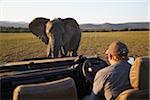 Elephant safari jeep, parc des éléphants d'Addo, Eastern Cape, Afrique du Sud l'approche