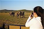 Woman photographing elephants from safari jeep, Addo Elephant Park, Eastern Cape, South Africa