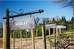 Vineyard at Delaire Wine Estate, Stellenbosch, Western Cape, South Africa