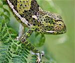 A female two-horned chameleon in the Amani Nature Reserve, a protected area of 8,380ha situated in the Eastern Arc of the Usambara Mountains.