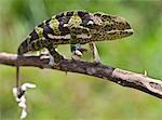 A female two-horned chameleon in the Amani Nature Reserve, a protected area of 8,380ha situated in the Eastern Arc of the Usambara Mountains. The Chameleon has recently shed its skin.