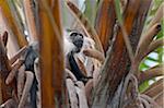 Alimentation Angola Colobus de Pied dans un palmier raphia dans la réserve de gibier de Selous.