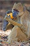 A yellow baboon eating a large palm fruit using his two front limbs and a leg in Selous Game Reserve.