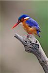A beautiful Malachite kingfisher perched overlooking the Rufiji River in Selous Game Reserve.