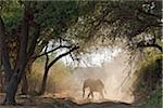 An elephant dusts itself on a track in Ruaha National Park.