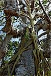 Roots of a strangler fig tree climb up the trunk of a baobab tree like tentacles.  Fig seeds will have been brought by birds and after man years, the fig is likely to kill the baobab.