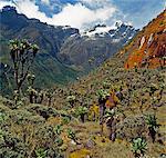 At 12,800 feet, tree Senecios, or Giant Groundsels, everlasting flowers and mosses flourish against a backdrop of snow-capped Mount Stanley (16,763 feet), the highest mountain of the Rwenzori Range.