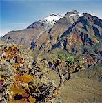 Mount Baker (15.889 Fuß) von der Spitze des Scott-Elliot-Pass (14.350 m) mit einem Baum Senecio oder riesiges Groundsel, ewige Blumen (Helicrysum) und Moose im Vordergrund.