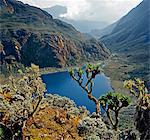 Lake Bujuku from the top of the Scott Elliot Pass (14,350 feet) looking northeast down the Bujuku Valley.  Tree Senecios, or Giant Groundsels, everlasting flowers (helicrysum), old man s beard and mosses can be seen in the foreground.