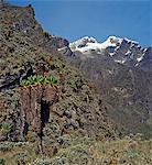 Mont Stanley (16 763 pieds) du haut du col Scott Elliot (14 350 pieds). Arbre sénéçons, ou les séneçons géants et les fleurs éternelles (hélichryse), s'épanouissent à cette altitude. Margherita du Mont Stanley est le plus élevé de la chaîne de montagnes de Ruwenzori.
