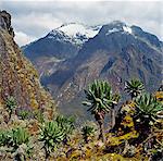 Mont Baker (15 889 pieds) du haut du col Scott Elliot (14 350 pieds) avec arbre sénéçons, séneçons géants, éternelles fleurs ou (hélichryse) et des mousses au premier plan.