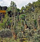 Tree Senecios, or Giant Groundsels, St John s Wort (Hypericum), lobelias, everlasting flowers (helicrysum) and mosses grow in profusion close to the shores of Lake Kitandara (13,200 feet).