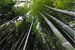Forêt de bambous, Sagano, Arashiyama, Kyoto, Kansai, Japon