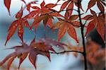 Gros plan de l'automne les feuilles, Kyoto, Kansai, Honshu, Japon