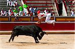 Matador and Bull in Bullfighting Ring, Fiesta de San Fermin, Pamplona, Navarre, Spain