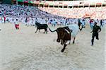 Amateur Stierkampf mit Young Bulls, Fiesta de San Fermin, Pamplona, Navarra, Spanien
