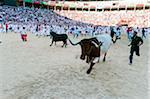 Amateur corrida de jeunes taureaux, Fiesta de San Fermin, Pampelune, Navarre, Espagne