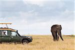 Safari-Fahrzeug und Afrikanischer Elefant, Masai Mara National Reserve, Kenia