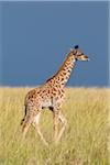 Masai Giraffe Kalb, Masai Mara National Reserve, Kenia