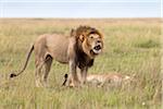 Roaring Lion, Masai Mara National Reserve, Kenya