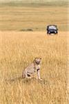 Gepard mit Safari-Fahrzeug im Hintergrund, Masai Mara National Reserve, Kenia