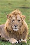 Portrait de Lion mâle, Masai Mara National Reserve, Kenya