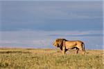 Lion, Masai Mara National Reserve, Kenya