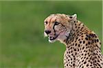 Guépard, Masai Mara National Reserve, Kenya