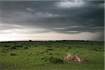 Cheetahs with Kill, Masai Mara National Reserve, Kenya