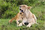 Lion with Cub, Masai Mara National Reserve, Kenya