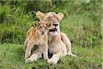 Lion Cub, Masai Mara National Reserve, Kenya