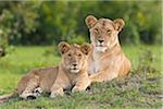 Mère de lion avec Young, Masai Mara National Reserve, Kenya