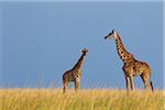 Girafe Masai avec veaux, Masai Mara National Reserve, Kenya