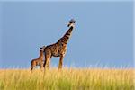 Girafes Masai avec veaux, Masai Mara National Reserve, Kenya