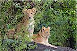 Lion Cubs, Masai Mara National Reserve, Kenya