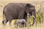 Éléphant de savane d'Afrique avec le veau, Masai Mara National Reserve, Kenya