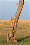 Lionceaux escalade arbre, Masai Mara National Reserve, Kenya