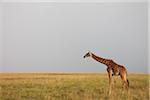 Masai girafe, réserve nationale de Masai Mara, Kenya