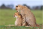 Guépard avec Young, Masai Mara National Reserve, Kenya