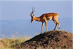 Impala, Masai Mara National Reserve, Kenya