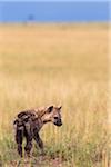 Young Spotted Hyena, Masai Mara National Reserve, Kenya