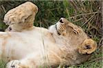 Lion femelles au repos, Masai Mara National Reserve, Kenya