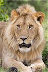 Jeune Male Lion, Masai Mara National Reserve, Kenya