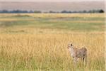 Cheetah, Masai Mara National Reserve, Kenya