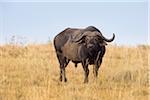 Cape Buffalo, Masai Mara National Reserve, Kenia